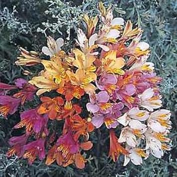 Mixed alstroemeria blume samen for anpflanzung - shade tolerant, heirloom & gmo free samen for home garten
 
 sale for anpflanzung in home garten
