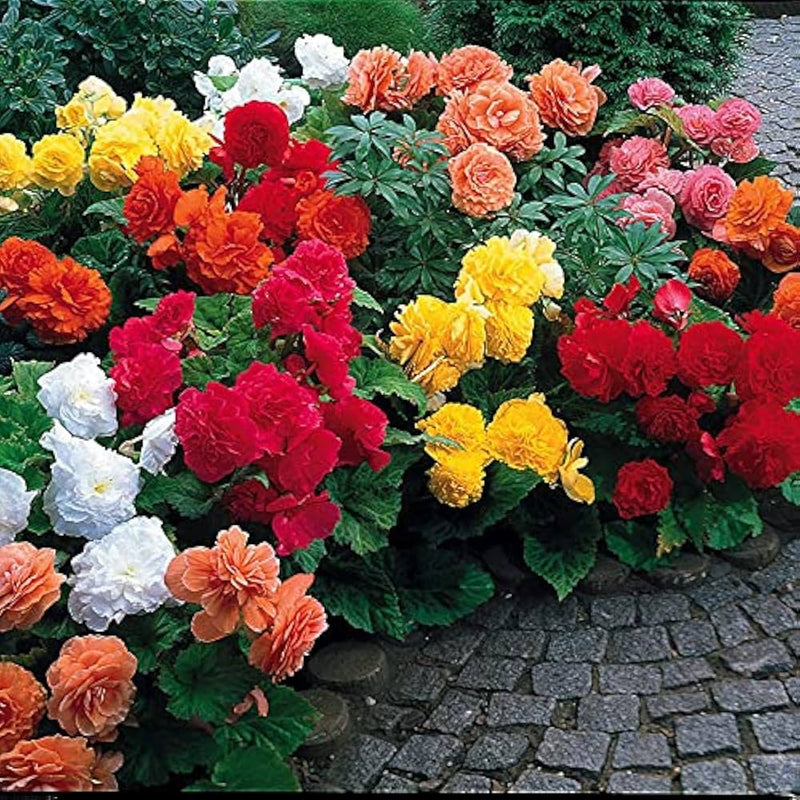 Begonia for anpflanzung in blume bed