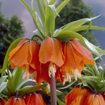 Lila Crown Imperial Blumensamen zur Aussaat Landhaus Garten wichtig Traditionssorte & ohne Gentechnik Samen Hausgarten