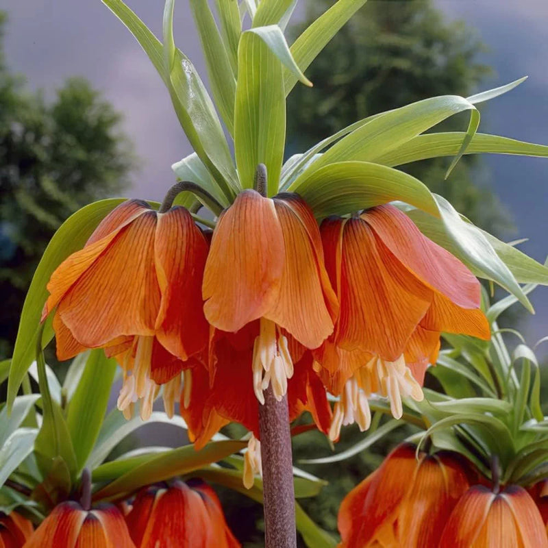 Lila Crown Imperial Blumensamen zur Aussaat Landhaus Garten wichtig Traditionssorte & ohne Gentechnik Samen Hausgarten