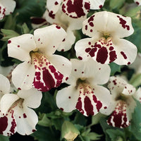Weiß mimulus hybridus blume samen for anpflanzung - seasonal bloomer, heirloom & gmo free samen for home garten
 
 sale samen for anpflanzung in home garten