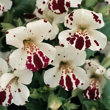Weiß mimulus hybridus blume samen for anpflanzung - seasonal bloomer, heirloom & gmo free samen for home garten
 
 sale samen for anpflanzung in home garten