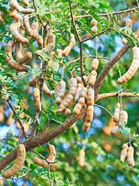 Orchid tamarind tamarindus indica tree samen