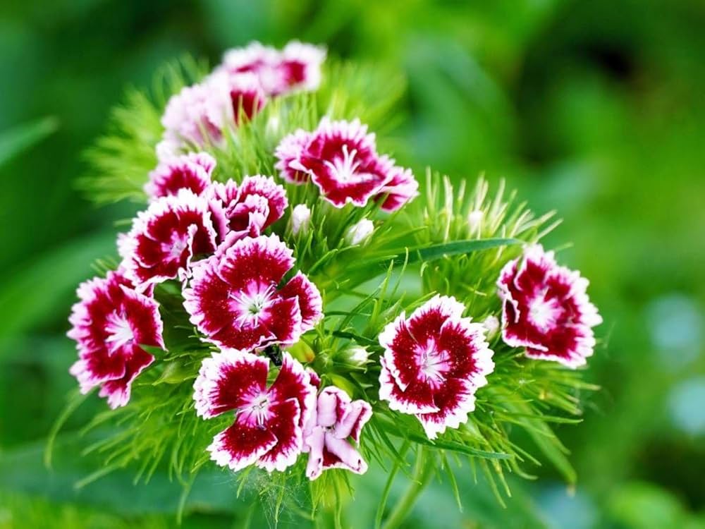 Rosa Weiß Nelke Barbatus Blumensamen zur Aussaat leuchtend Traditionssorte & ohne Gentechnik Samen Hausgarten