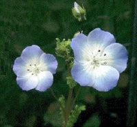 klein Blau Eyes Samen zur Aussaat Blume Beet Hausgarten