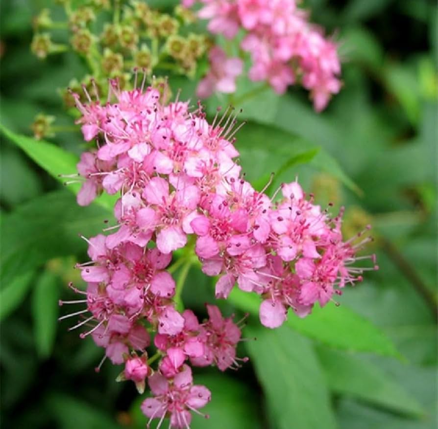 Rosa Prachtspiere Blumensamen zur Aussaat – pflegeleicht – Traditionssorte & ohne Gentechnik Samen Hausgarten