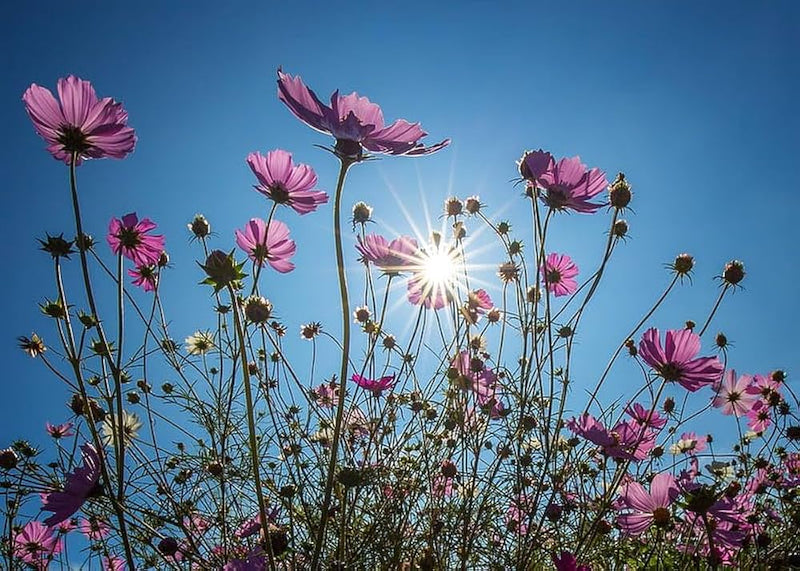Kosmos-blumensamen cosmos blume samen
