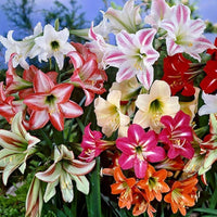 Hippeastrum Blumensamen zur Aussaat – Wildblume Mischung – Traditionssorte & ohne Gentechnik Samen Hausgarten
