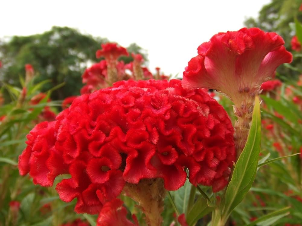 dunkel Rosa Celosia Samen Blumensamen zur Aussaat – saisonal Dauerblüher – Traditionssorte & ohne Gentechnik Samen Hausgarten