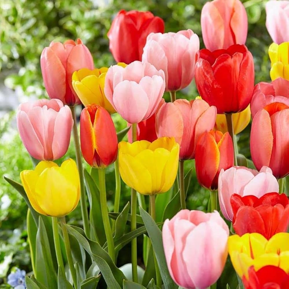 Gelb & Rosa F Tulpe lower Samen zur Aussaat – ideal Rabatten – Traditionssorte & ohne Gentechnik Samen Hausgarten