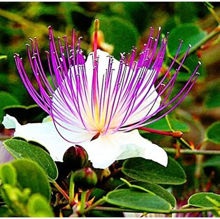 Capparis Spinosa Blumensamen zur Aussaat – Wildblume Mischung – Traditionssorte & ohne Gentechnik Samen Hausgarten