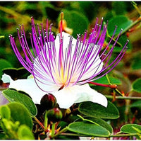 Capparis Spinosa Blumensamen zur Aussaat – Wildblume Mischung – Traditionssorte & ohne Gentechnik Samen Hausgarten