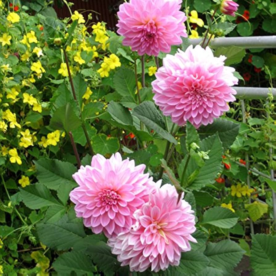 Vera Bag Dalia Mini Bonsai Dahlie Samen