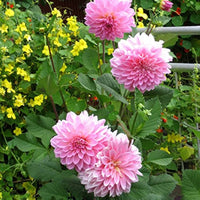 Vera Bag Dalia Mini Bonsai Dahlie Samen