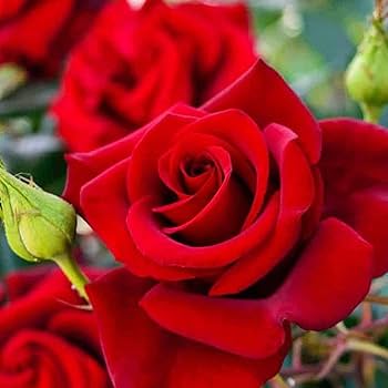 Bonsai Polyantha Rose Samen – biologisch blühend Blumensamen – Garten Pflanze