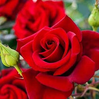 Bonsai Polyantha Rose Samen – biologisch blühend Blumensamen – Garten Pflanze