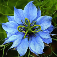 Rosa Nigella Damascena Samen zur Aussaat – einjährige Blume Samen Frühling Gardening