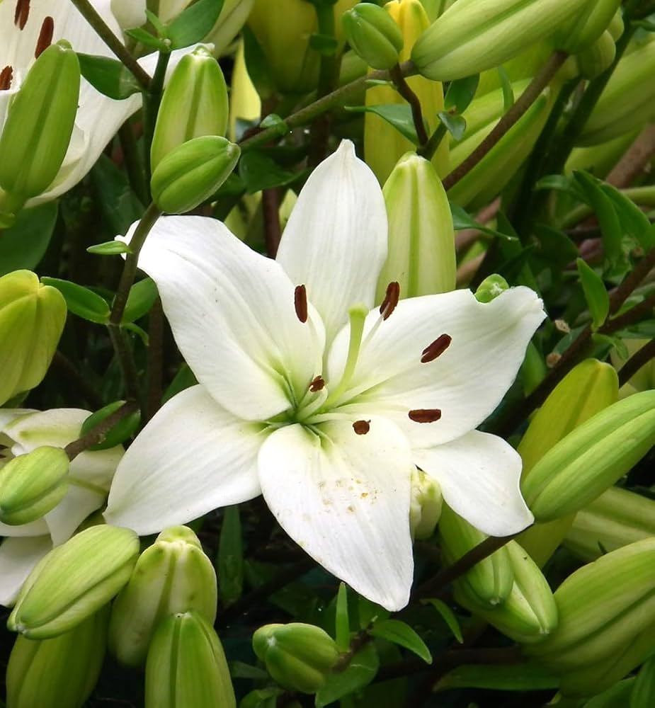 Lilie Lilium spp Blumensamen zur Aussaat Blume Beet und Garten