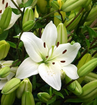Lilie Lilium spp Blumensamen zur Aussaat Blume Beet und Garten