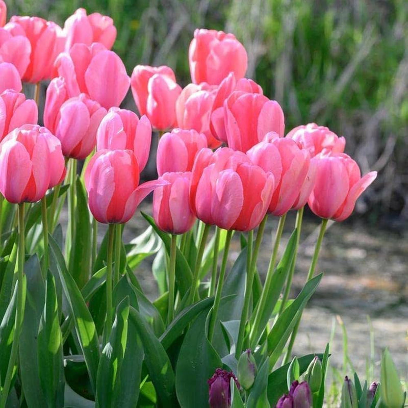 Barcelona tulip tulipa spp for anpflanzung in blume bed