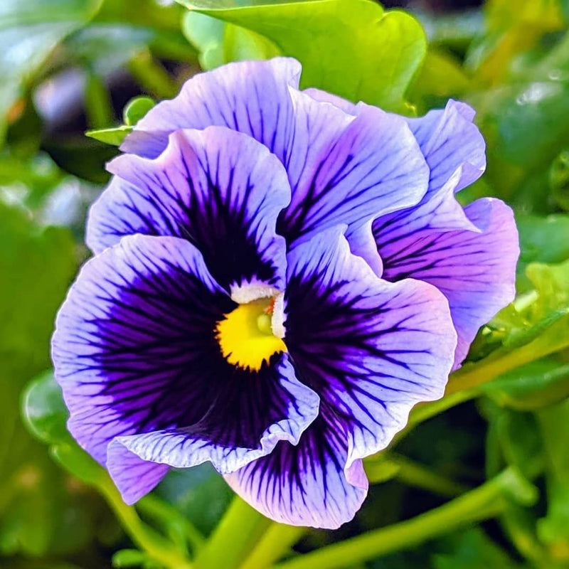 Mix pansy blume samen for anpflanzung - premium quality, heirloom & gmo free samen for home garten
 
 sale for anpflanzung in home garten.