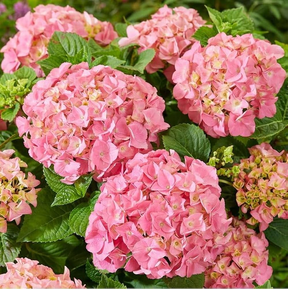Gelb Rosa Hortensie Blumensamen zur Aussaat – Drought verträglich – Traditionssorte & ohne Gentechnik Samen Hausgarten