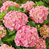 Gelb Rosa Hortensie Blumensamen zur Aussaat – Drought verträglich – Traditionssorte & ohne Gentechnik Samen Hausgarten