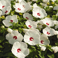 Weiß Hibiskus Blumensamen zur Aussaat Schnitt Blume beliebt Traditionssorte & ohne Gentechnik Samen Hausgarten