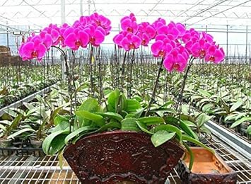 Violet hydroponic orchid blume samen for anpflanzung - bright blooms, heirloom & gmo free samen for home garten
 
 sale samen for home garten