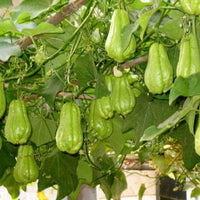 Chayote Samen Sechium edule