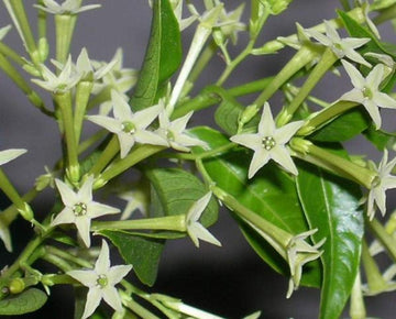 Cestrum nocturnum blume samen for anpflanzung fragrant blossoms heirloom & gmo free samen for home garten 
 
 sale for anpflanzung in home garten