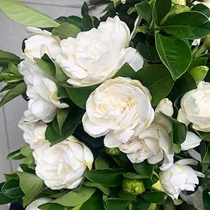 Cape jasmine gardenia jasminoides for anpflanzung in blume bed