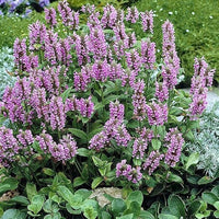 Traditionssorte Nepeta Blumensamen zur Aussaat duftend Blüten Traditionssorte & ohne Gentechnik Samen Hausgarten