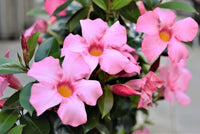 Sanderi Dipladenia Blumensamen zur Aussaat