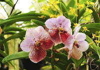 Blume Blumen Orchidee Schmetterling mehrfarbig