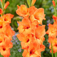 Orange Gelb Gladiole Samen zur Aussaat leuchtend Garten Blüten