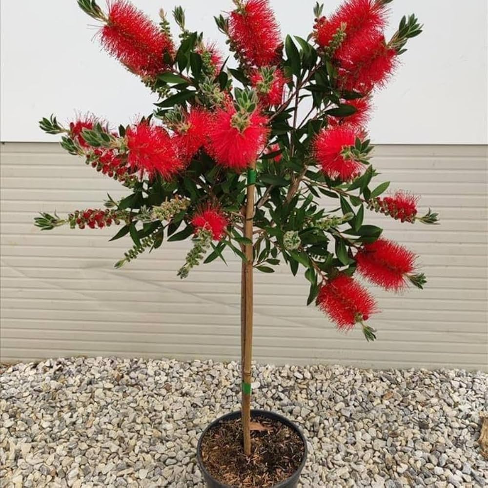 Callistemon Baum Samen zur Aussaat Callistemon Citrinus blühend hedge patio Garten