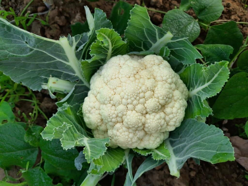 Snowball cauliflower brassica oleracea samen for anpflanzung in kitchen garten