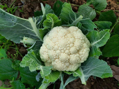 100 Stück