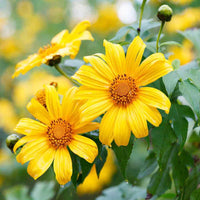 Gelb Rotundifolia Blumensamen zur Aussaat ideal Brightening Gärten leuchtend Blüten