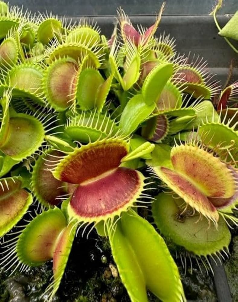 Carnivorous or Venus flytrap (Dionaea muscipula) Blumensamen zur Aussaat – leuchtend – Traditionssorte & ohne Gentechnik Samen Hausgarten