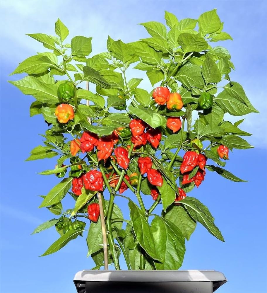 Carolina Reaper Chili Samen zum Pflanzen