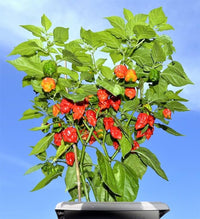 Carolina Reaper Chili Samen zum Pflanzen