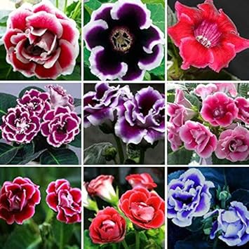Mixed colour gloxinia sinningia blume samen for anpflanzung bright blooms heirloom & gmo free samen for home garten
 
 sale for anpflanzung in home garten
