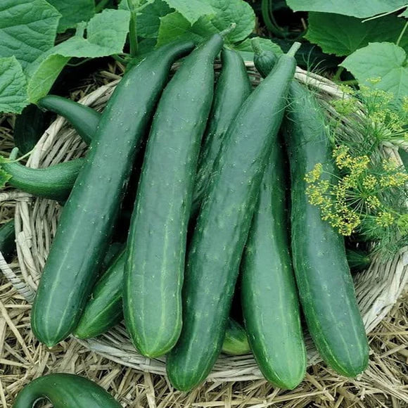 Dunkel Green Cucumber Samen zum Pflanzen - Premium Gemüsesamen