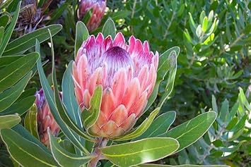 Protea cynaroides blume samen for anpflanzung - bright blooms, heirloom & gmo free samen for home garten
 
 sale for anpflanzung in home garten