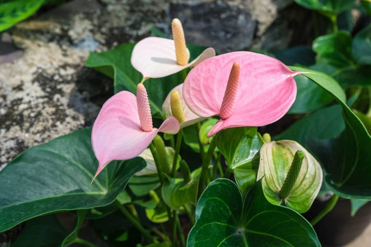 Baby rosa anthurium blume samen for anpflanzung - compact growth, heirloom & gmo free samen for home garten
 
 sale for anpflanzung in home garten.