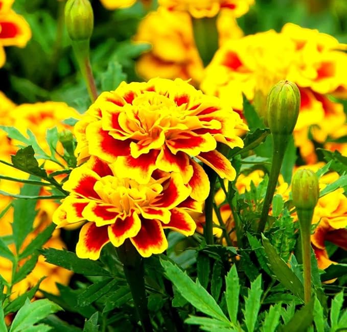 Gemischt Studentenblume Tagetes spp Blumensamen zur Aussaat Garten