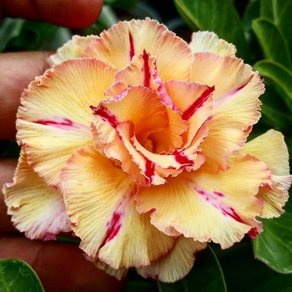 Rot hell Gelb Wüstenrose Blumensamen zur Aussaat Drought verträglich Traditionssorte & ohne Gentechnik Samen Hausgarten