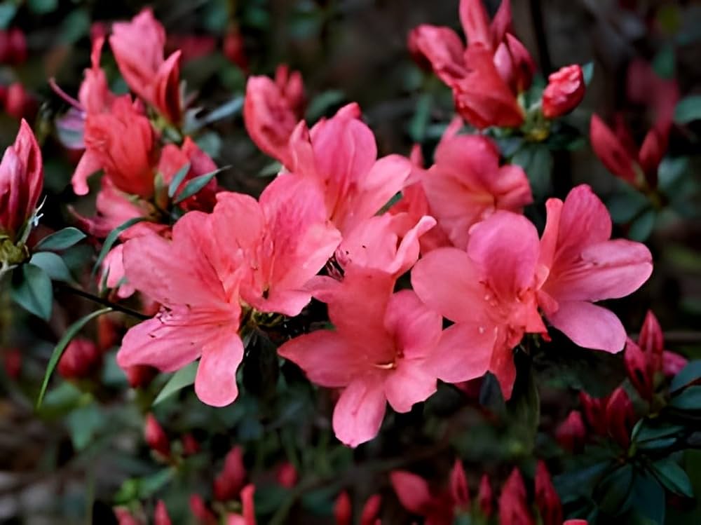 Rosa Royal Azalee Rhododendron Schlipper Bushi Shrub Blumensamen